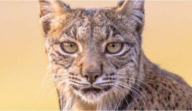 White Iberian Lynx Caught On Camera For The First Time Ever: PHOTOS