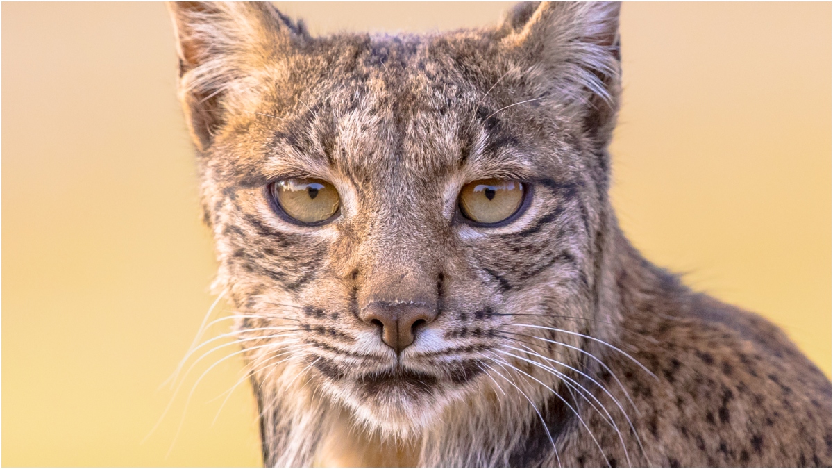 White Iberian Lynx Caught On Camera For The First Time Ever: PHOTOS