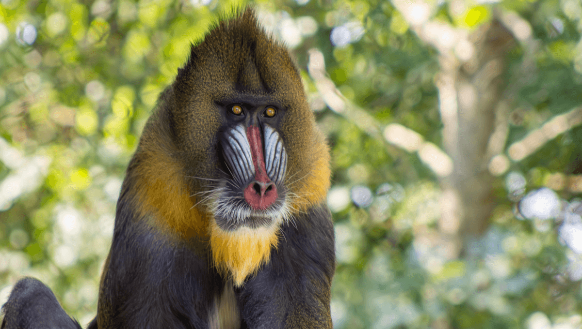 Mandrills Are The World's Largest Monkeys And Can Live In Groups Of Over 800 Individuals