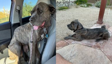 'You melted my heart': Phoenix man refuses to abandon starving dog