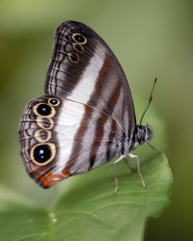 A close-up of a butterfly with brown, white, and black striped wings featuring prominent eye spots, perched on a green leaf against a blurred green background.