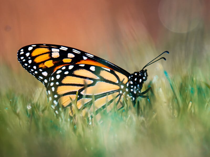A close-up of a monarch butterfly with orange, black, and white patterned wings resting on green grass, with a softly blurred background.