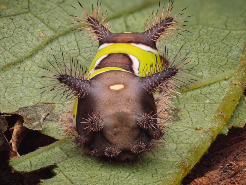 A close-up of a bright, spiky caterpillar resting on a green leaf. The caterpillar has yellow, brown, and white markings and several black-tipped, spiny protrusions on its body.