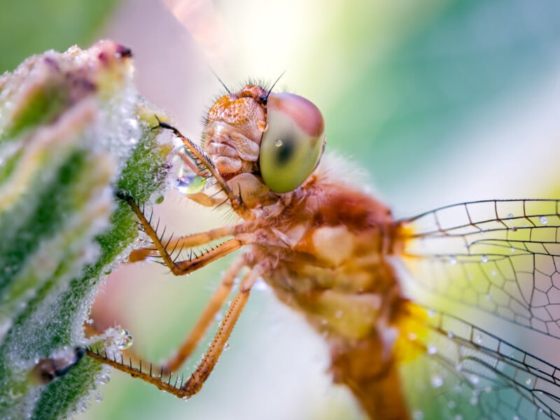 Close-up of a dragonfly clinging to a green plant, showing detailed wings, large compound eyes, tiny hairs, and dew drops on the plant, with a soft, blurred background.