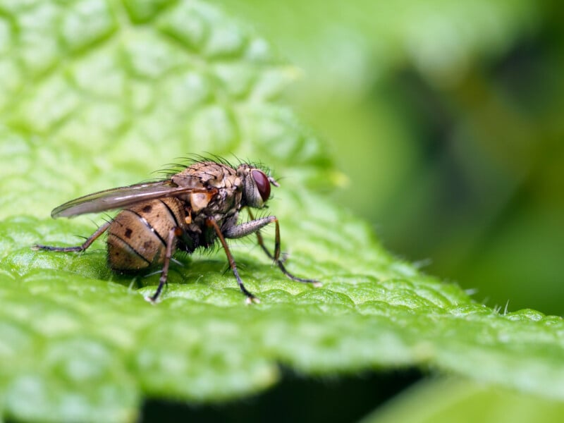 A close-up of a brown housefly with red eyes and translucent wings standing on a textured green leaf, with a blurred green background.
