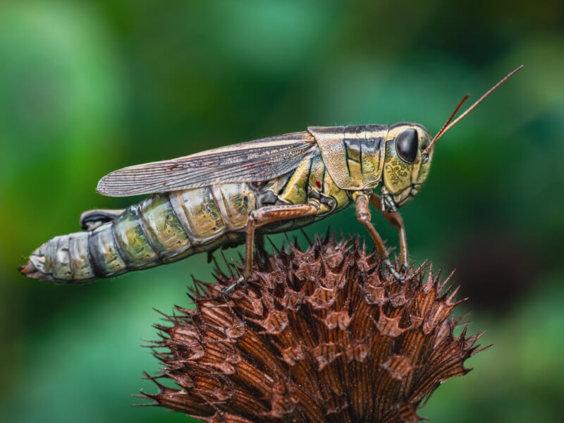 A close-up of a grasshopper perched on a dried, spiky flower head, with a blurred green background. The grasshopper’s detailed body and legs are clearly visible.