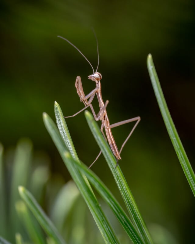 A brown praying mantis nymph perched on green, needle-like leaves, with a blurred green background.