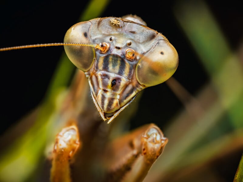 Close-up of a praying mantis’s face showing large compound eyes, detailed mouthparts, and long antennae with a small insect on its head, set against a blurred green and black background.