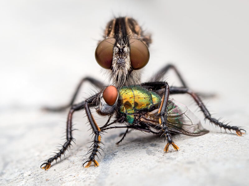 Close-up of a predatory robber fly holding and feeding on a green bottle fly. The image highlights the insects’ compound eyes, spiky legs, and fine details of their bodies. The background is blurred.