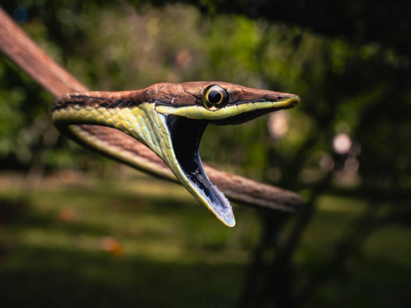 A close-up of a vine snake with its mouth open, showing its long, slender body and sharp features, against a blurred green outdoor background.