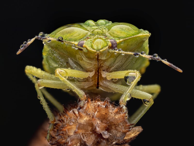 Close-up of a green shield bug on a brown dried plant, with water droplets covering its body and antennae, against a black background.