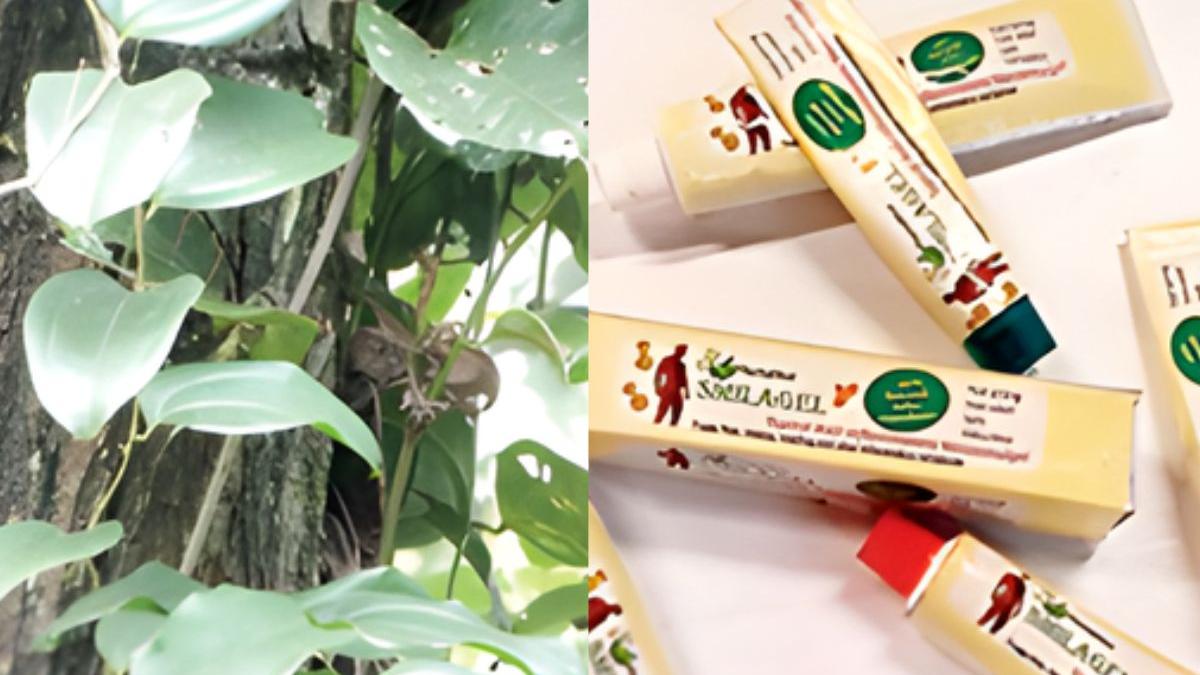 Bye bye to pain and swelling! Kerala University develops new plant-based medicine