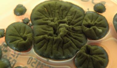 Chernobyl Fungus Appears to Have Evolved an Incredible Ability : ScienceAlert