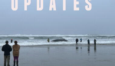 Latest on Oregon Coast Humpback Whale: Rescue Fails, Euthanasia Next