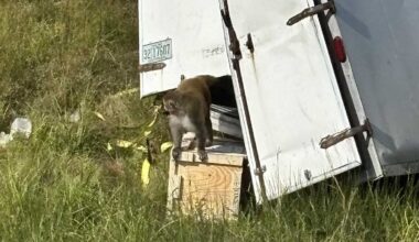 Mississippi homeowner finds missing lab monkey