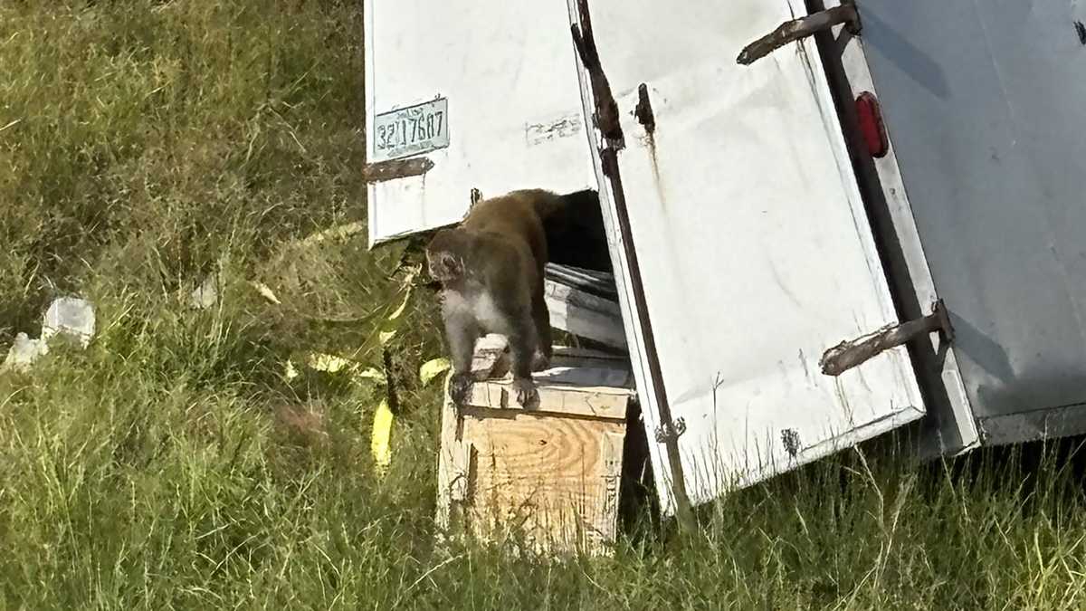 Mississippi homeowner finds missing lab monkey