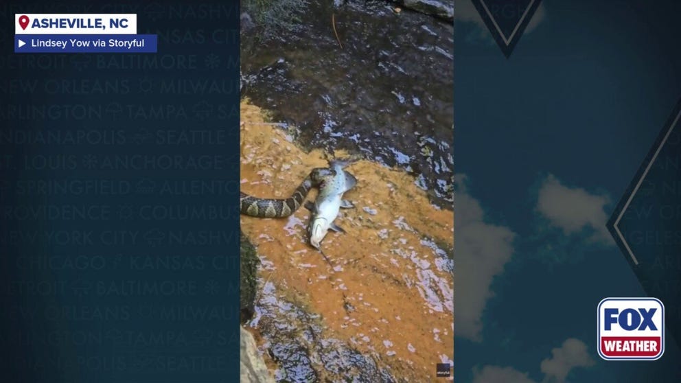 GRAPHIC CONTENT WARNING: A Northern Water Snake in North Carolina made a feast of a comparatively large catfish.