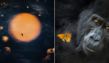Left: A bird flies in front of a large, glowing orange sun with blurred birds around it. Right: A close-up of a gorilla’s face with a bright orange butterfly on its fur near its shoulder.