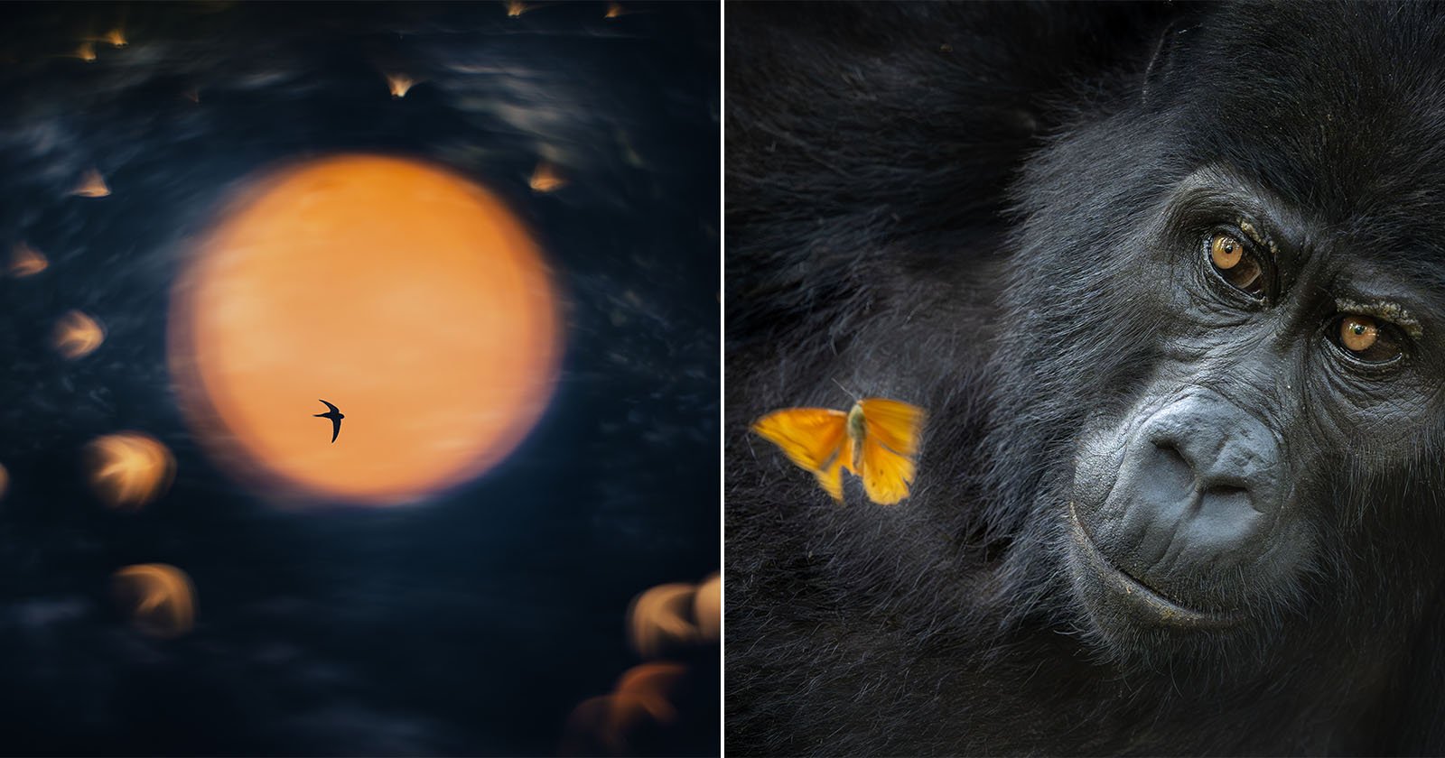 Left: A bird flies in front of a large, glowing orange sun with blurred birds around it. Right: A close-up of a gorilla’s face with a bright orange butterfly on its fur near its shoulder.