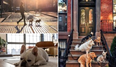 NYC is one of the least pet-friendly places to rent: report