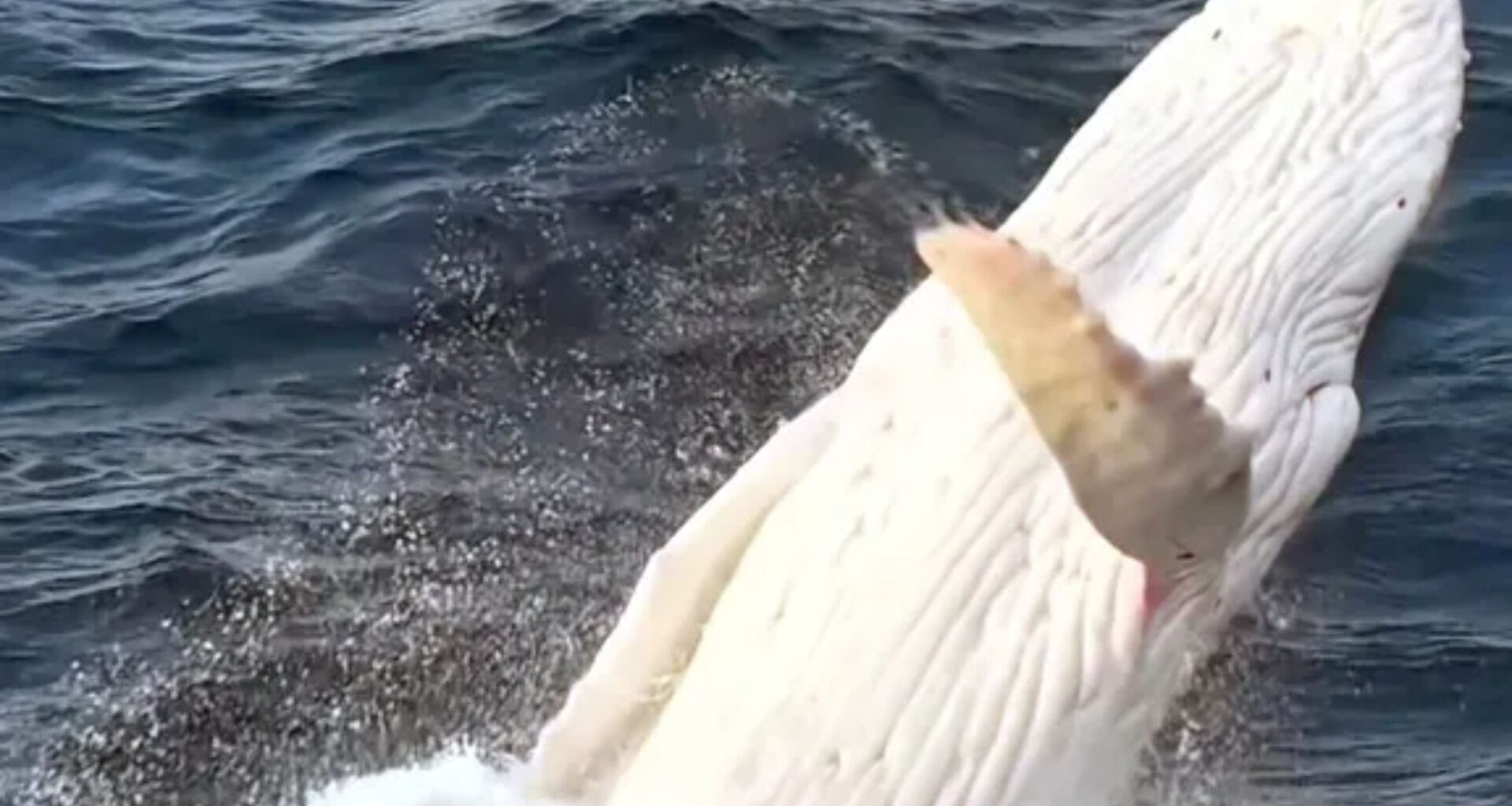 Incredible moment all-white albino humpback whale bursts from water in ultra rare drone sighting of real-life Moby Dick