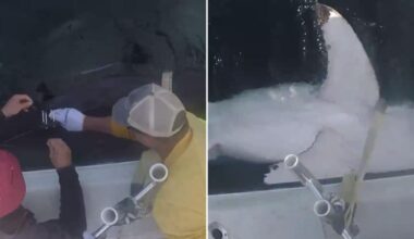 Great white shark Quint becomes 100 apex predator tagged by OCEARCH