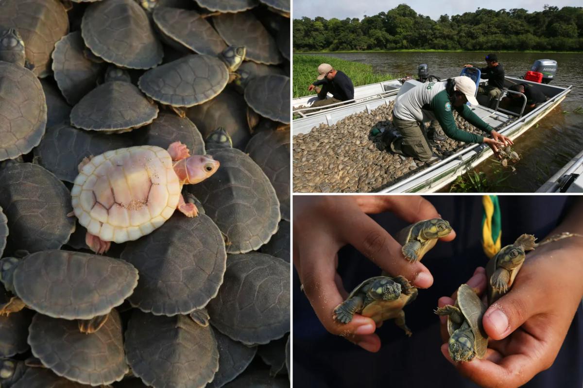 Giant Amazon river turtle hatchlings seen in key Brazilian reserve