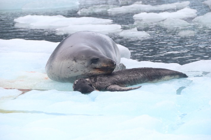 a mother leopard seal rests her head on the body of her dead pup