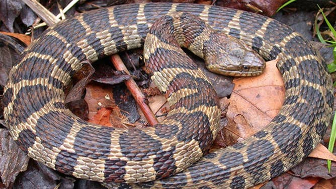 FILE - Image of Northern Watersnake.