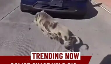 Police Chase Down Wild Pig On Busy Highway - YouTube