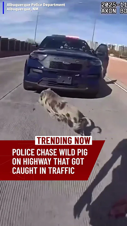 Police Chase Down Wild Pig On Busy Highway - YouTube