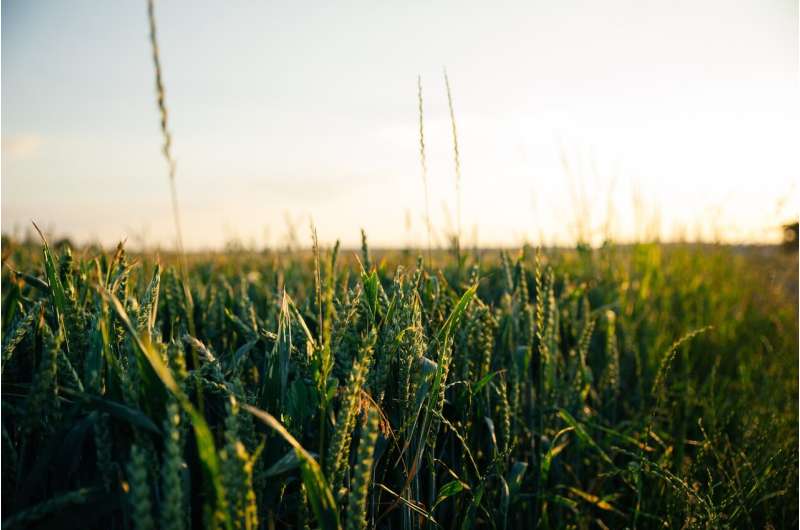 oat crops