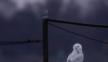 Snowy owls has taken up residence along a Lake Michigan beach