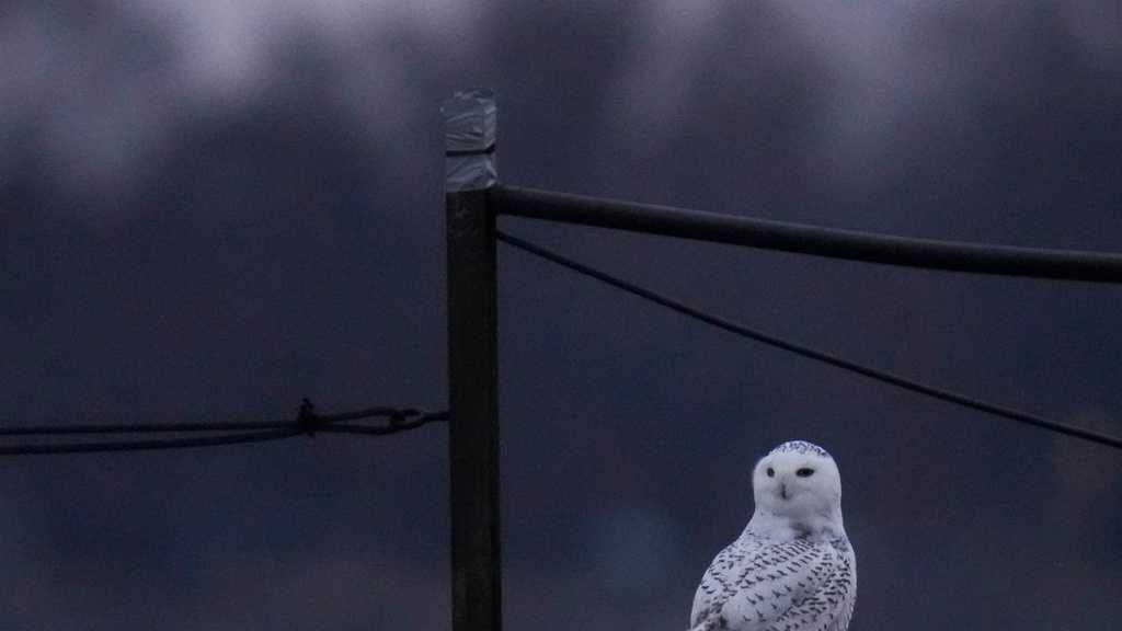 Snowy owls has taken up residence along a Lake Michigan beach