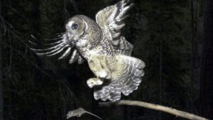 Photo: A Northern Spotted Owl flies after an elusive mouse jumping off the end of a stick on May 8, 2003, in the Deschutes National Forest near Camp Sherman, Ore.