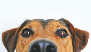 The Arizona Animal Welfare League (AAWL) will be waiving adoption fees for all pets at its main sh...