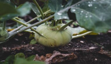 supervegetable Kohlrabi