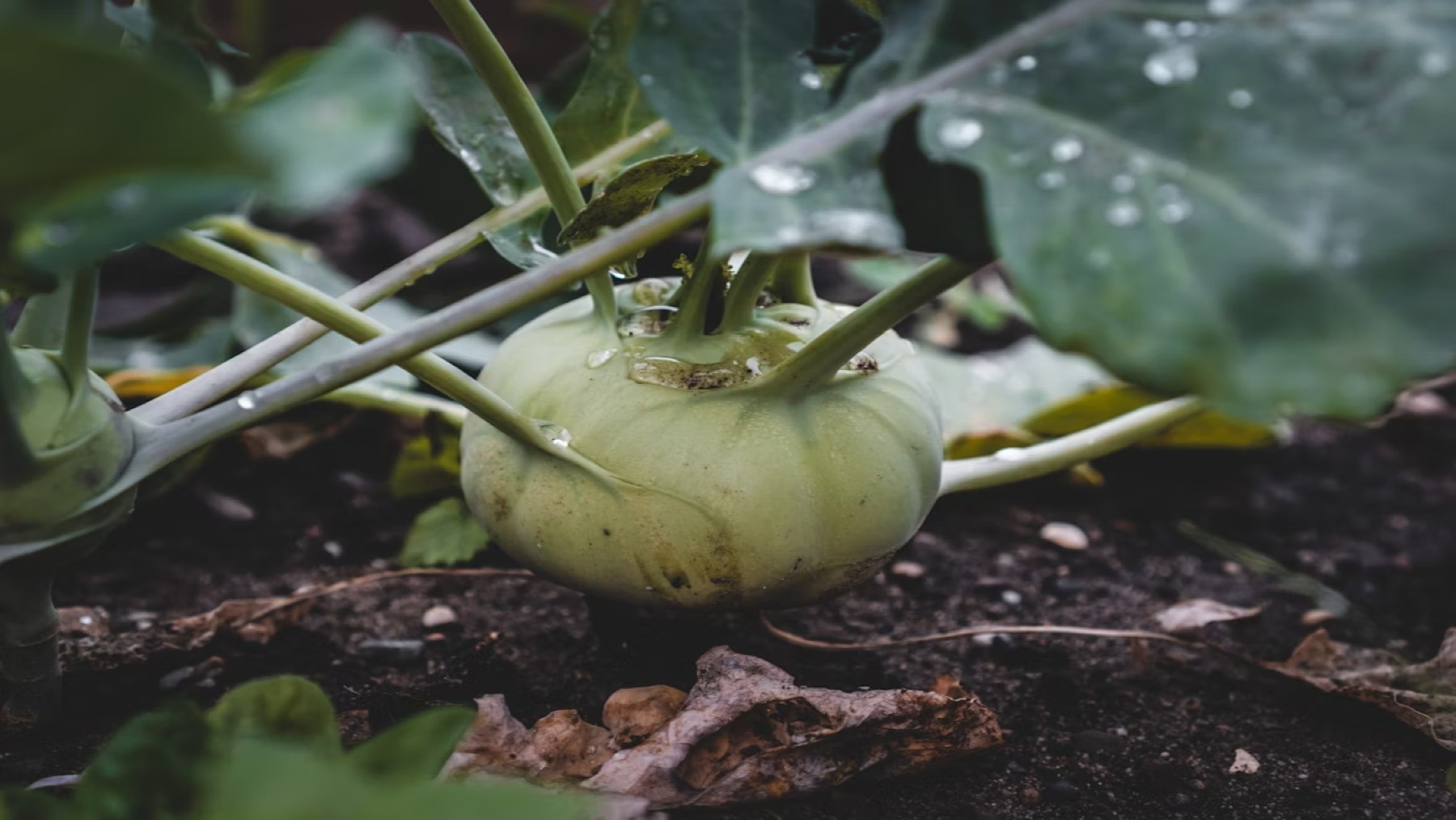 supervegetable Kohlrabi