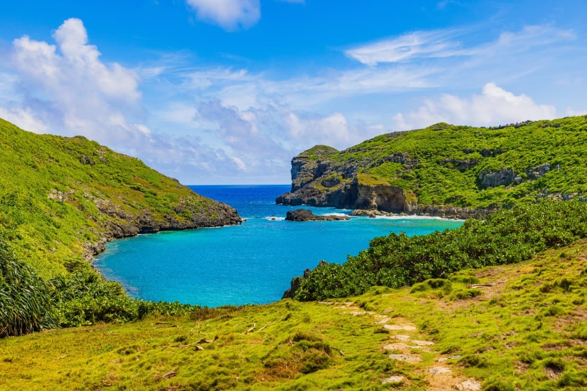 Renaissance pigeons and cats