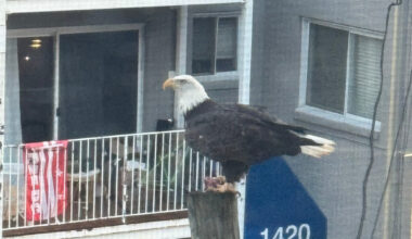 And in Spectacular Landings – Bald Eagle with Free DC backdrop!! (also an important PSA)