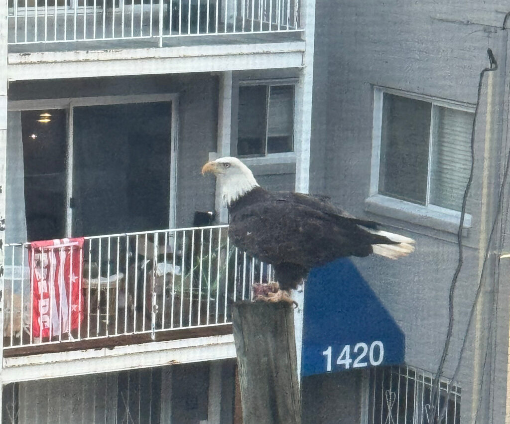And in Spectacular Landings – Bald Eagle with Free DC backdrop!! (also an important PSA)