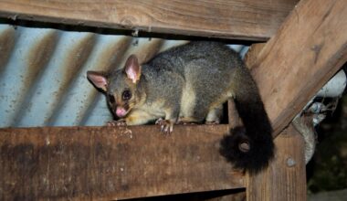 First-Of-Its-Kind Study Shows Urban Possums Are Contaminated With “Forever Chemicals”