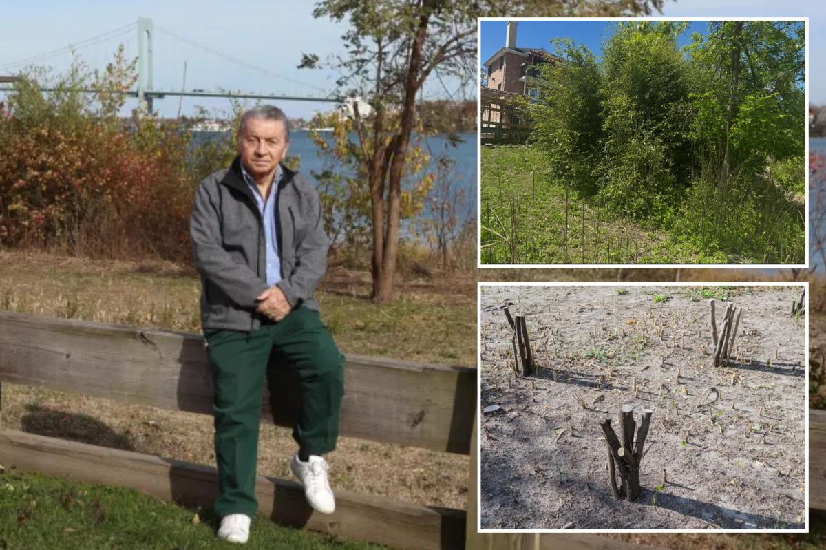 Exclusive | NYC man chops down city trees to improve his million-dollar view -