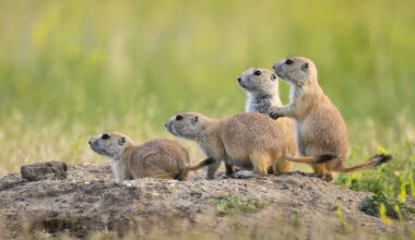 Cowboy State Daily logo