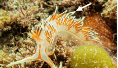 Sea slugs may help reduce jellyfish swarms along Israel’s coast