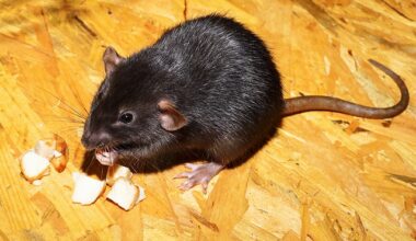 Exterminator Orkin Says Los Angeles is U.S.'s `Rattiest' City