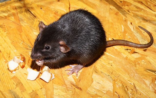 Exterminator Orkin Says Los Angeles is U.S.'s `Rattiest' City