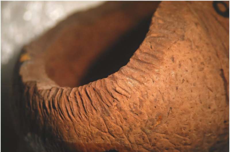 Rapa Nui palm seed endocarp chewed by a rat. Credit: Sebastian Englert Museum in Hunt and Lipo 2025 Recent Study Shows Invasive Rats, Not Just Humans, Caused Catastrophic Deforestation on Rapa Nui