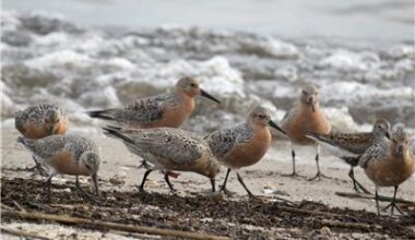 Red knot birds walk on the beach