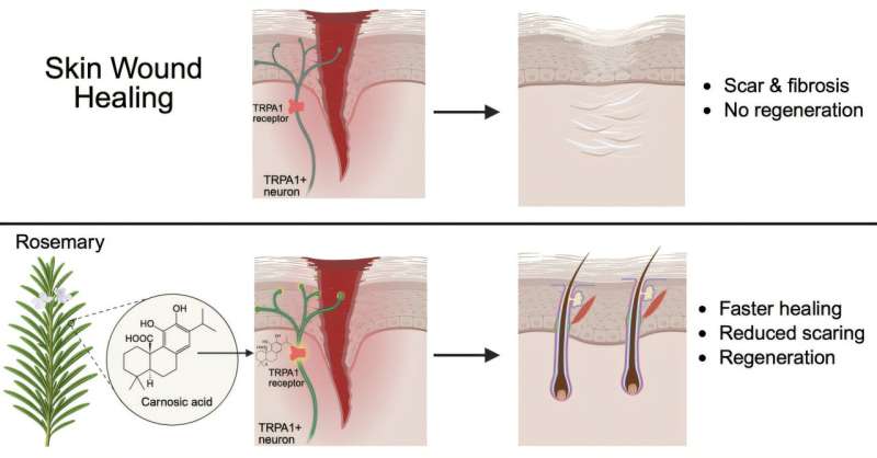 Graphical abstract. Credit: JCI Insight (2025). DOI: 10.1172/jci.insight.196267 Researchers reveal rosemary extract in viral skincare trend is worth the hype
